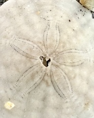 Echinarachnius parma