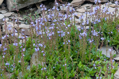 Veronica morrisonicola