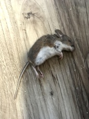 Peromyscus maniculatus