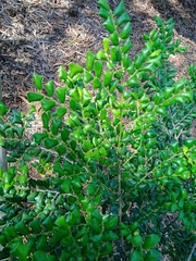 Diospyros pustulata