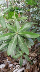 Pachira glabra