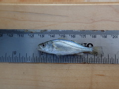 Cynoscion parvipinnis