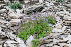 Veronica morrisonicola