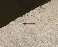 Oxyagrion rubidum