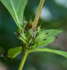 Ruellia strepens