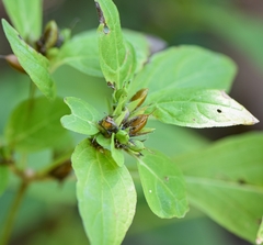 Ruellia strepens