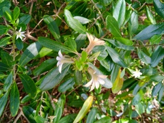 Scaevola montana