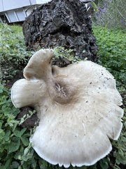 Leucopaxillus gentianeus