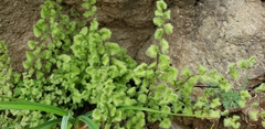 Adiantum gertrudis