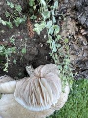 Leucopaxillus gentianeus