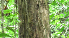 Terminalia amazonia