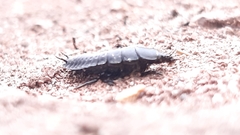 Coleoptera