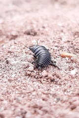 Coleoptera