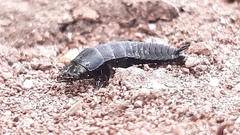 Coleoptera