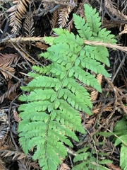 Polystichum dudleyi
