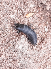 Coleoptera