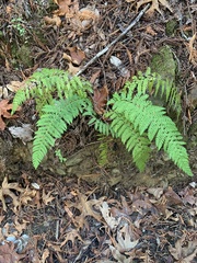 Polystichum dudleyi