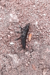 Coleoptera