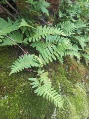 Polypodium kamelinii