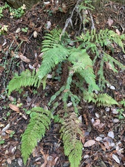 Polystichum dudleyi