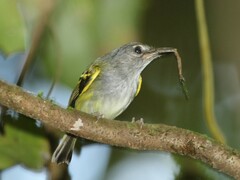 Oncostoma cinereigulare