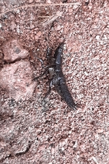 Coleoptera