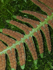 Polypodium kamelinii