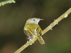 Oncostoma cinereigulare