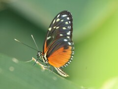 Heliconius hecale