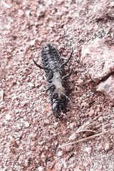 Coleoptera