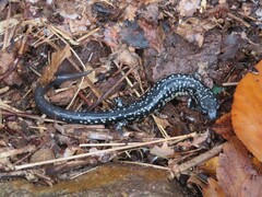 Plethodon albagula