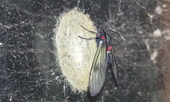 Euchromiina