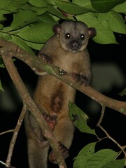 Potos flavus