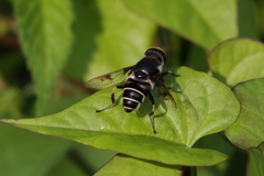 Eristalis saxorum