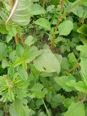 Amaranthus