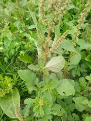 Amaranthus