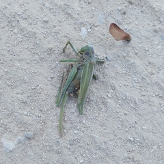 Hubbellia marginifera