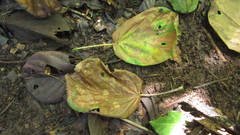 Cavanillesia platanifolia