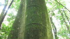 Cavanillesia platanifolia