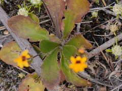Goodenia trinervis