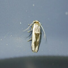 Stathmopoda