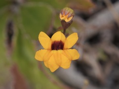Goodenia trinervis