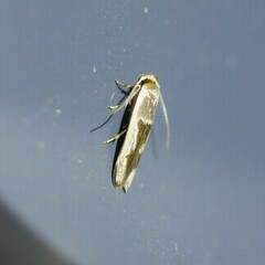 Stathmopoda