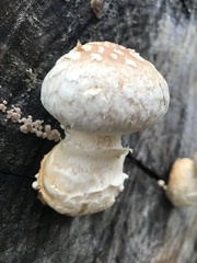 Hemipholiota