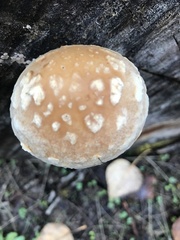Hemipholiota