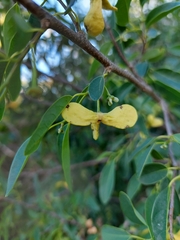 Annona emarginata