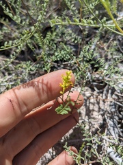 Parryella filifolia