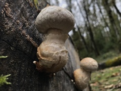 Hemipholiota