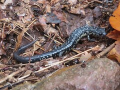 Plethodon albagula