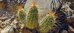 Echinocereus stramineus